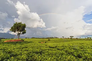 Africa, Malawi, Blantyre district, Cultivations of tea