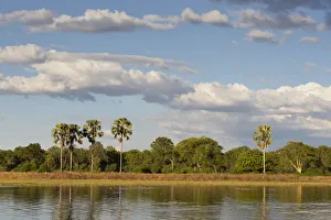Africa, Malawi, Liwonde district, Wildlife safari in the National park of Liwonde