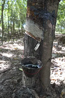 Northern Region Gallery: Africa, Malawi, Northern region, Nkhata bay district, Rubber plantation