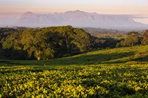 Africa, Malawi, Southern Africa, Thiolo district, Cultivations of tea