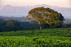 Tea Factory Prints: Africa, Malawi, Thiolo district