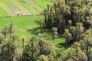 Africa, Morocco, palm oasis near Tinghir