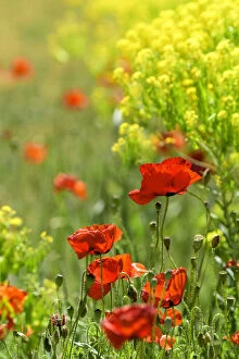 Africa, Morocco, Poppy field in the Atlas mountains