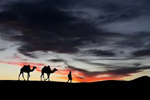 Camel Prints: Africa, Morocco, South Morocco