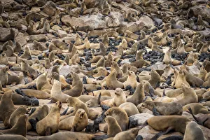 Africa, Namibia, Cape Cross. The seal colony