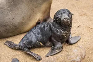 Skeleton Prints: Africa, Namibia, Cape Cross. Seals, mother with newborn