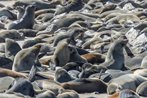 Images Dated 16th August 2018: Africa, Namibia, Cape Cross. Seals reserve