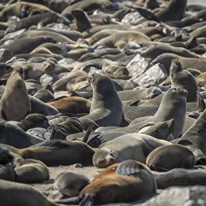 Images Dated 16th August 2018: Africa, Namibia, Cape Cross. Seals reserve
