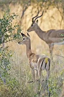 Savannah Prints: Africa, Namibia, Caprivi, Anterlope in the Bwa Bwata National Park