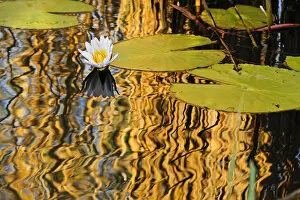 Africa, Namibia, Caprivi, Bwa Bwata National Park, Lily pads reflecting in the water