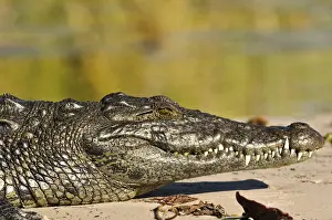 Head Prints: Africa, Namibia, Caprivi, Crocodile in the Bwa Bwata National Park