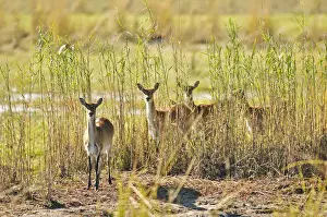 Southern African Prints: Africa, Namibia, Caprivi, Curious deer in the Bwa Bwata National Park