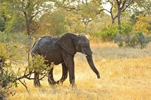 African Elephants Gallery: Africa, Namibia, Caprivi, Elephant in the Bwa Bwata National Park