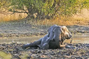 Tusks Prints: Africa, Namibia, Caprivi, Elephant rolling in mud in the Bwa Bwata National Park