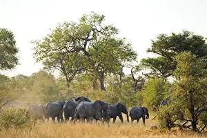 Tusks Prints: Africa, Namibia, Caprivi, Herd of elephants in the Bwa Bwata National Park