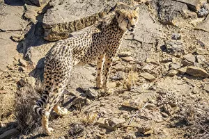 Cheetah Collection: Africa, Namibia. A cheetah at Neuras farm