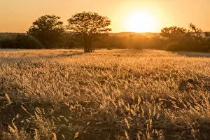 Grassland Collection: Africa, Namibia, Damara Land. Sunset