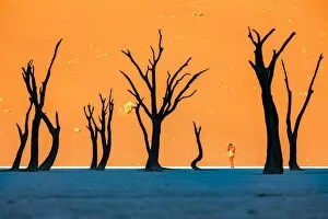 Shadow Gallery: Africa, Namibia, Deadvlei, Namib desert, dead acacia trees