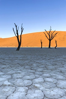 Africa, Namibia, Deadvlei, Namib desert, dead acacia trees