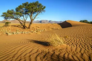 Africa, Namibia. in the dunes of the namib desert