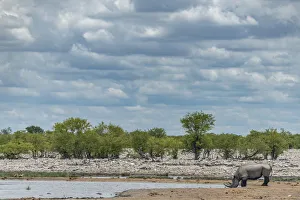 Africa, Namibia, Ethosha National Park. A rhino at a waterhole