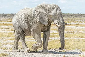 Images Dated 25th January 2017: Africa, Namibia, Ethosha National Park. A big male elephant in the Ethosha Park