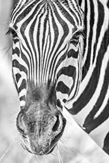 African Wildlife Gallery: Africa, Namibia, Etosha National park. Zebra portrait in black and white