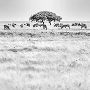 African Wildlife Collection: Africa, Namibia, Etosha National park. Zebra herd with acacia tree in front of the