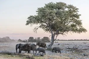 Africa, Namibia, Etosha National park. Elephant herd near to Okaukuejo