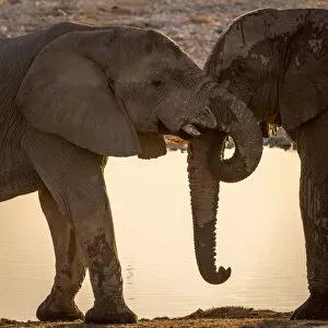 Images Dated 16th August 2018: Africa, Namibia, Etosha National park. Elephants at the waterhole of Okaukuejo