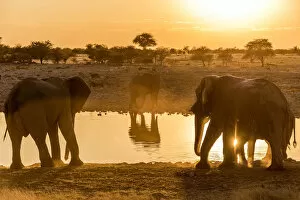 Images Dated 16th August 2018: Africa, Namibia, Etosha National park. Elephants at the waterhole of Okaukuejo