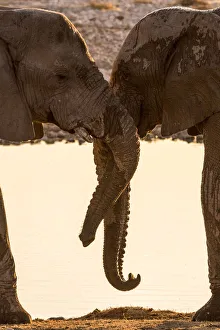 Images Dated 16th August 2018: Africa, Namibia, Etosha National park. Elephants at the waterhole of Okaukuejo