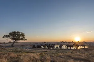 Images Dated 16th August 2018: Africa, Namibia, Etosha National park. Elephants at the waterhole of Okaukuejo