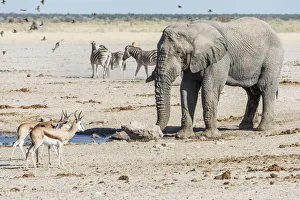 Images Dated 16th August 2018: Africa, Namibia, Etosha National park. Animals at the waterhole