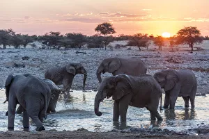 Images Dated 16th August 2018: Africa, Namibia, Etosha National park. Elephants at the waterhole of Okaukuejo