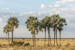 Images Dated 16th August 2018: Africa, Namibia, Etosha National park. Elephants
