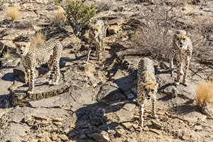 Acinonyx Jubatus Gallery: Africa, Namibia. A group of cheetahs at Neuras farm