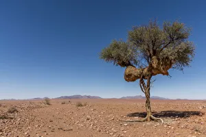 Africa, Namibia, Hardap region. Nesting colony of sociable weavers