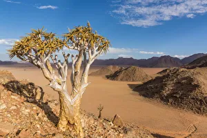 Walk Prints: Africa, Namibia, Hardap region. flowering quiver tree