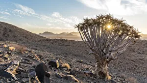Images Dated 25th January 2017: Africa, Namibia, Hardap region. Quiver tree