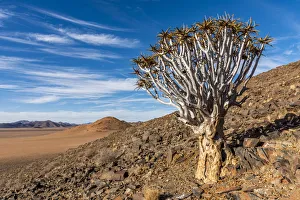 Aleo Dichotona Prints: Africa, Namibia, Kanaan desert retreat. Quiver tree