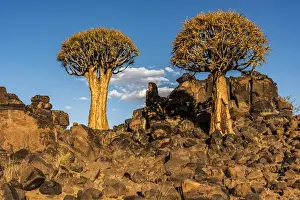 Africa, Namibia, Keetmanshop. Quiver trees and dolerite dykes