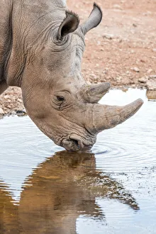 Africa, Namibia, Mariental. White Rhino drinking