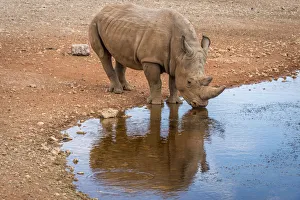 Africa, Namibia, Mariental. White Rhino drinking