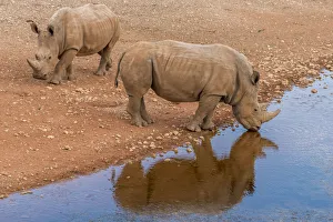 Africa, Namibia, Mariental. White Rhino drinking