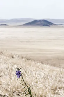 Africa, Namibia, Namib Rand area. Farm Kanaan. Flower in the desert after the rain