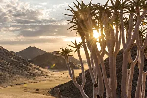 Images Dated 17th July 2018: Africa, Namibia, Namib Rand area. Farm Kanaan