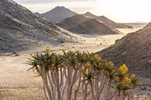 Images Dated 17th July 2018: Africa, Namibia, Namib Rand area. Farm Kanaan