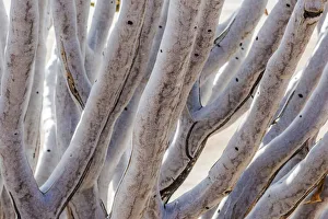 Images Dated 17th July 2018: Africa, Namibia, Namib Rand area. Quiver Tree