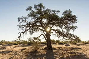 Images Dated 16th August 2018: Africa, Namibia, near Keetmanshop. A camelthorn tree at sunset